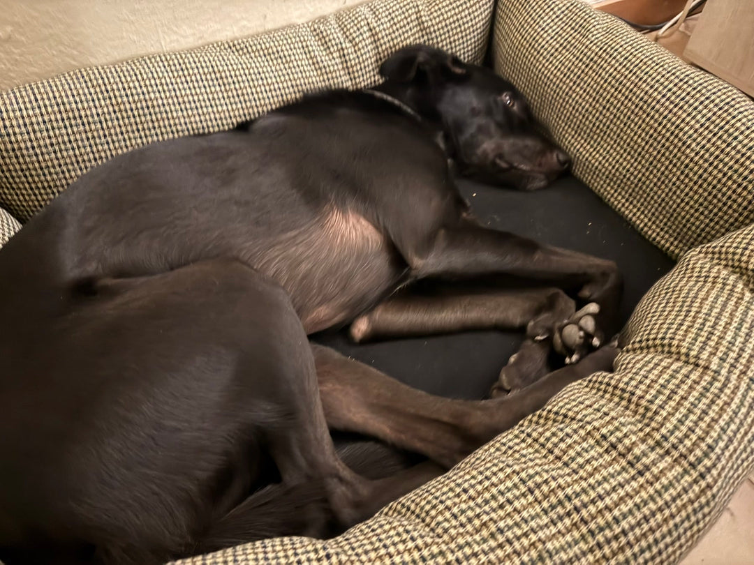 Ein schwarzer Hund ruht in einem der BerryPuff-Prototypen