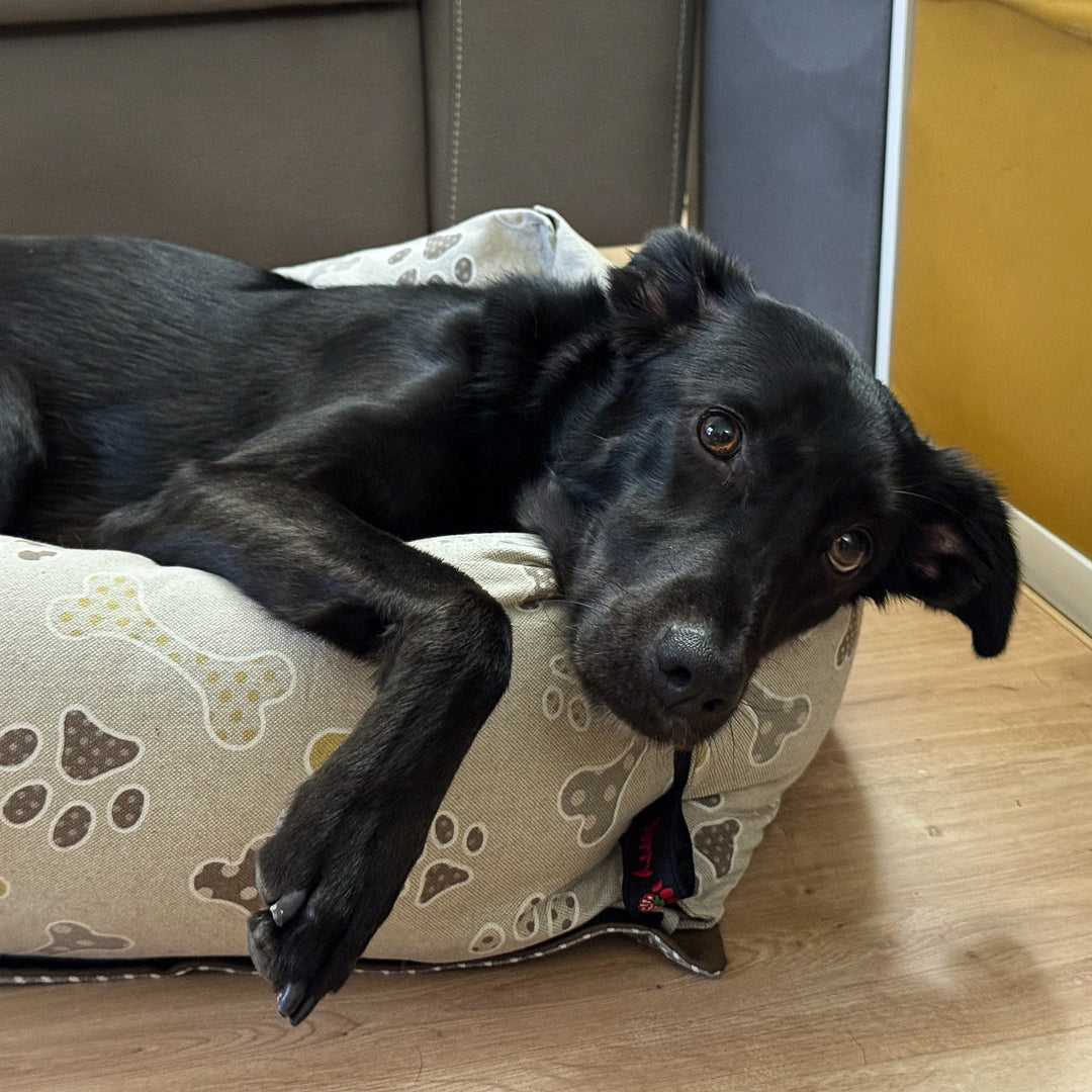 BerryPuff — La cuccia artigianale modulare Made in Italy