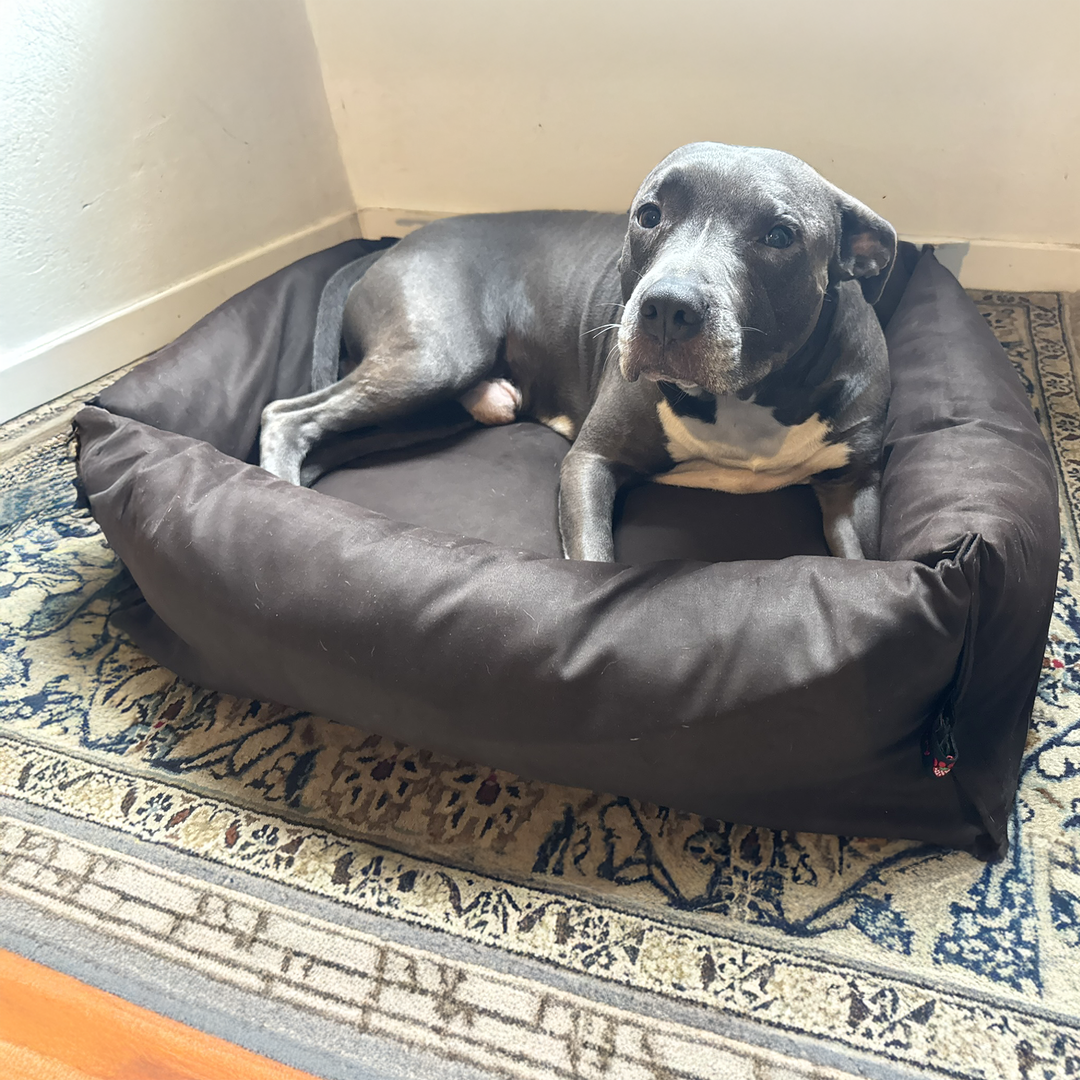 BerryPuff — La cuccia artigianale modulare Made in Italy