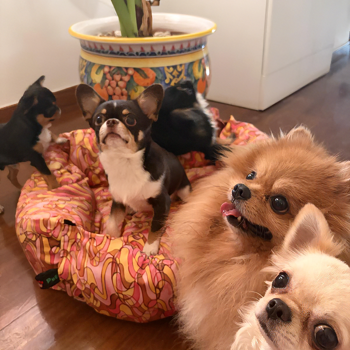 BerryPuff — La cuccia artigianale modulare Made in Italy